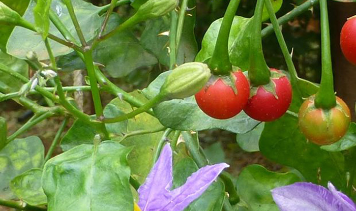 cong-dung-cay-ca-gai-leo