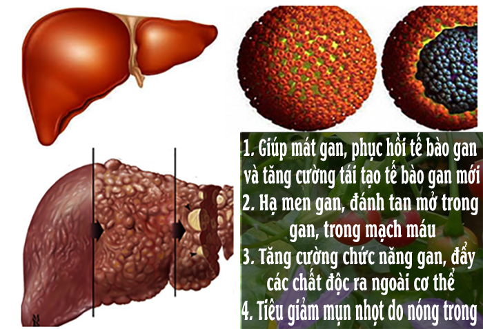 công dụng cao cà gai leo