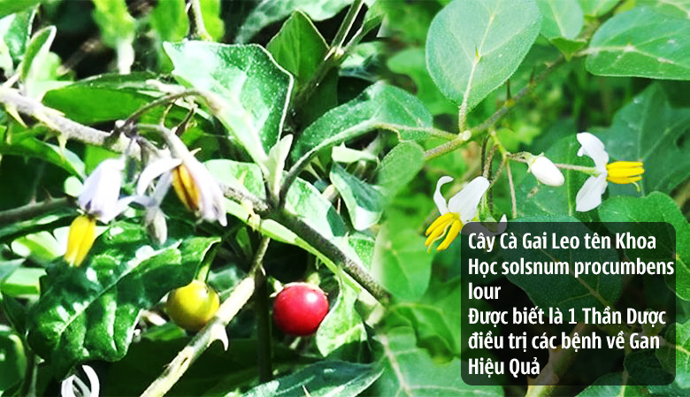 công dụng cây cà gai leo