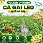 vung-nguyen-lieu-ca-gai-leo