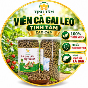 viên cà gai leo