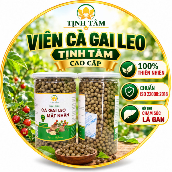 viên cà gai leo